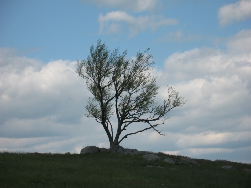 IMG_0880, tree