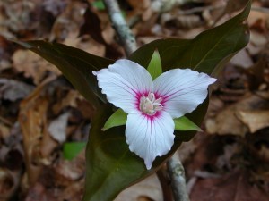 Trillium undulatum DSCN4937