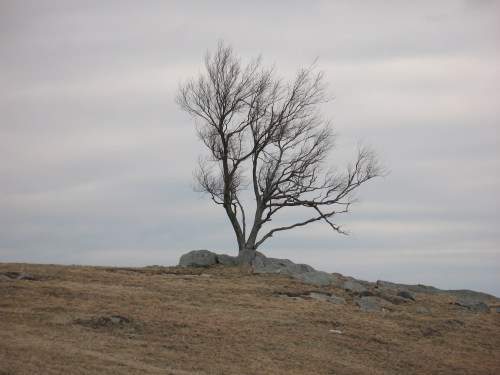Doughton Park Tree IMG_0768, tree