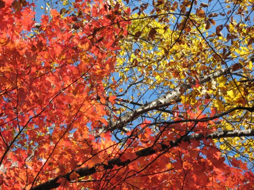 Flat Rock Ridge Trail, plant