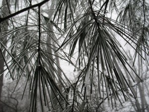 Basin Cove Overlook, 02/2011 IMG_9445