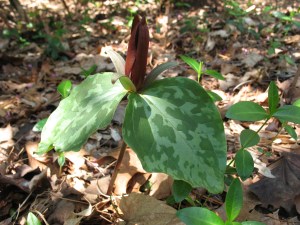 Wake Robin, Reynolda gardens 2011