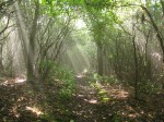 Appalachian Trail, Standing Indian Mountain,&nbsp;nature