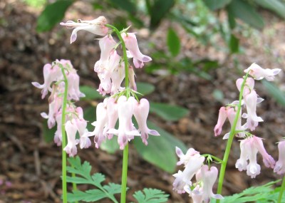 Dicentra eximia IMG_1964_crop01