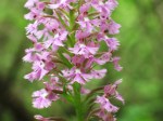 Platanthera grandiflora, flower
