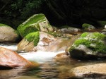 Big Creek, GSMNP,&nbsp;nature