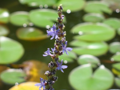 Pontederia cordata IMG_7418