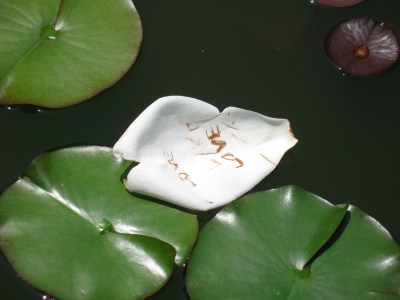 Weymouth Center IMG_7419