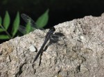 Duke Gardens, insect,&nbsp;dragonfly