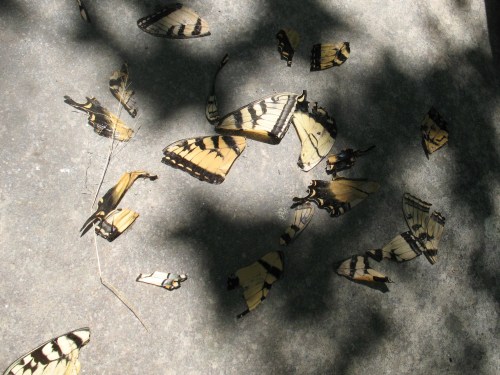 Swallowtail wings