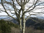 IMG_0219, trees, mountain,&nbsp;GSMNP