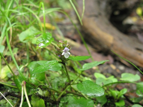 Prunella vulgaris; Heall All; Lamiaceae