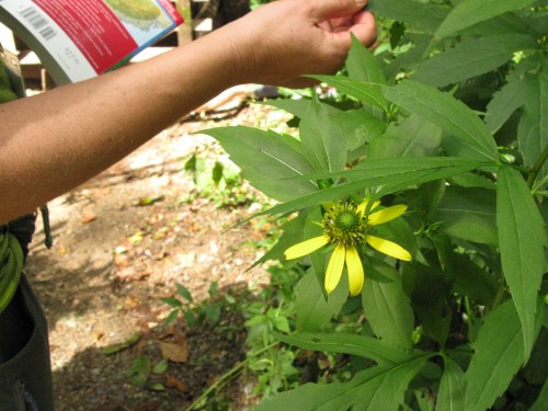 Rudbeckia lacianata; Cutleaf Coneflower; Asteraceae