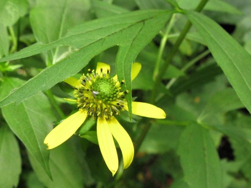 Rudbeckia lacianata