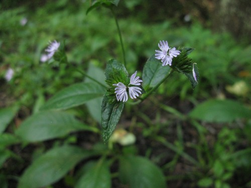 Elephantopus carolinianus; Elephant Foot; Asteraceae