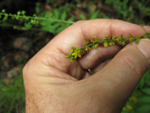Agrimonia parviflora; Harvestlice Agrimony; Rosaceae