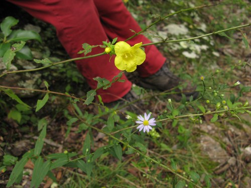 Spreading False Foxglove, Aureolaria patula, Scrophulariaceae (Figwort family)