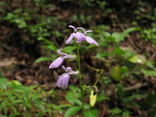Southern Lobelia, Lobelia amoena, Campanulaceae (Bellflower family)