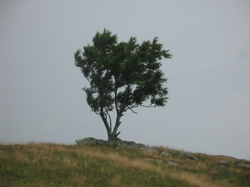 2014-07-13 Doughton Park Tree