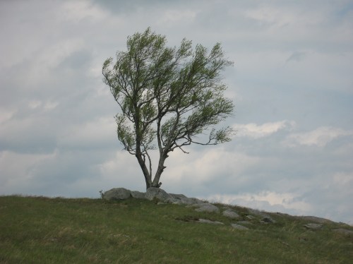 2016-05-08a Doughton Park Tree