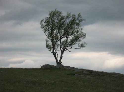 2016-05-08b Doughton Park Tree