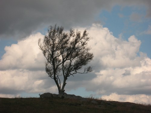 2016-10-17a Doughton Park Tree