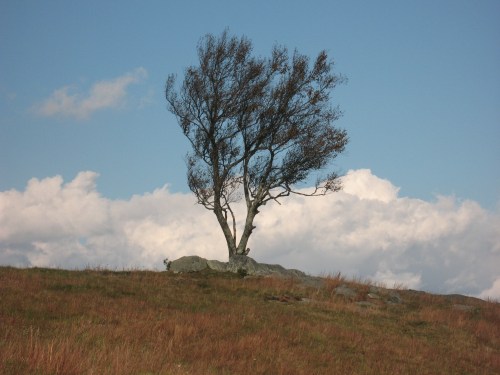 2016-10-17b Doughton Park Tree