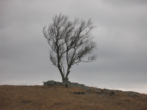 2017-02-11 Doughton Park Tree