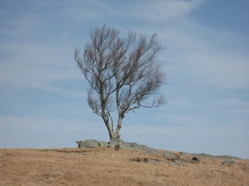2018-02-09 Doughton Park Tree