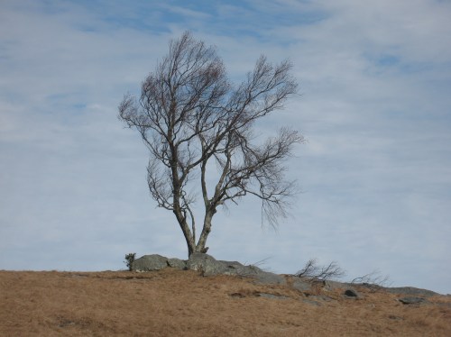 Doughton Park Tree 2019-02-09 
