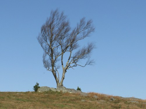 2020-11-03b Doughton Park Tree