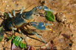 IMG_8858-1 animal crayfish