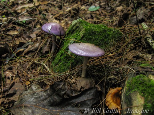 Forest Bathing Trail, Grassy Creek off Mountains-to-Sea Trail