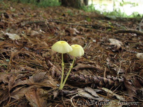 Forest Bathing Trail, Grassy Creek off Mountains-to-Sea Trail