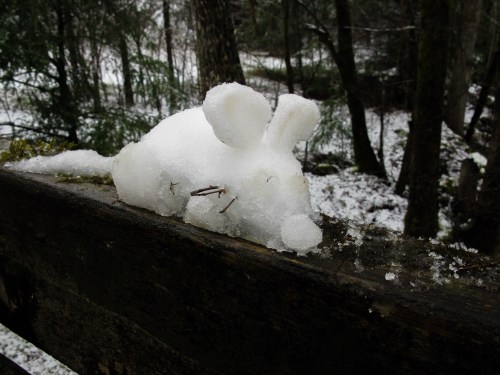 Appalachian Snow Rat, Rattus shiiiverus