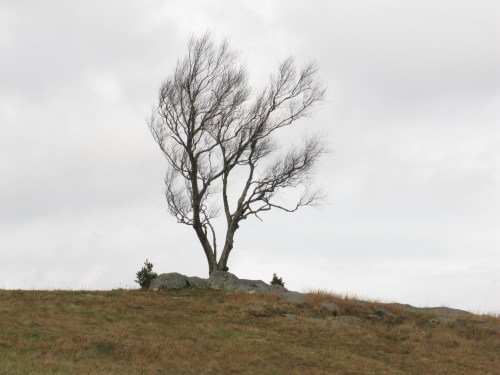 Doughton Park Tree 2020-11-22