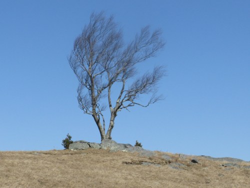 Doughton Park Tree 2021-02-23