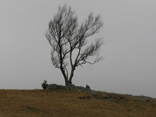 Doughton Park Tree 2021-03-23