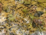 IMG_3023-1 tadpoles amphibian