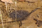 IMG_9516-1 amphibian salamander eggs&nbsp;nature