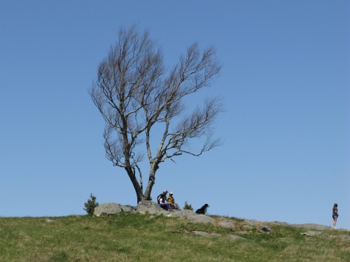 Doughton Park Tree -- 5/1/2021