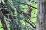 IMG_9998-1 bird cardinal