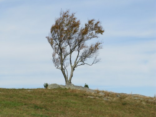 Doughton Park Tree 2021-10-23