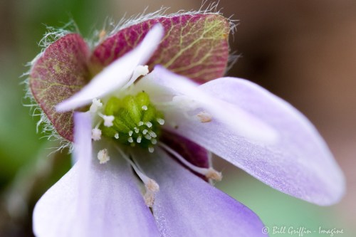 Hepatica americana on Elkin Creek Nature Trail