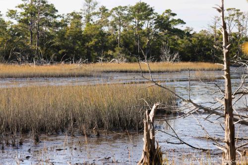 Theodore Roosevelt Nature Trail, Bogue Banks, NC Theodore Roosevelt Nature Trail, Bogue Banks, NC