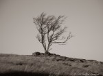 2010-11-08b-1sepia Doughton Park&nbsp;Tree