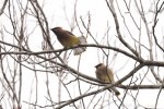 6F7A0458-1 bird waxwings
