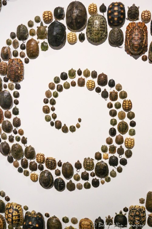 from the installation EXQUISITE CREATURES: CHRISTOPHER MARLEY