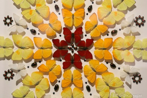 from the installation EXQUISITE CREATURES: CHRISTOPHER MARLEY