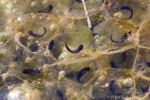 nature tadpole Amphibian